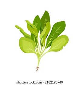 Bunch of green spinach leaves vector illustration. Cartoon isolated fresh healthy leaf vegetable for salad, organic raw young leafy greenery, food ingredient for cooking, delicious vitamin nutrition