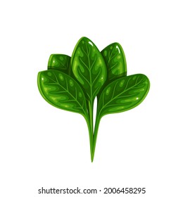 Bunch of green spinach, vegetarian food, healthy menu. Herbs spice, salad and meals. Isolated vector illustration in cartoon style.