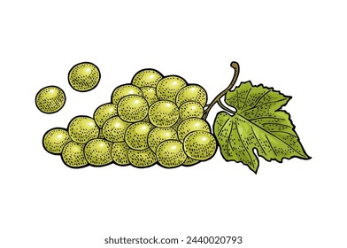 Bunch of green table grapes. Vintage color and monochrome engraving vector illustration for label, poster, web. Isolated on white background. Hand drawn design element for label and poster