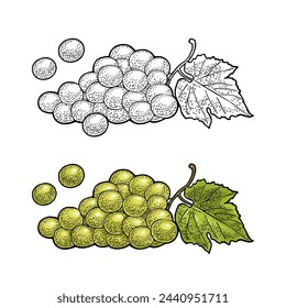 Bunch of green table grapes. Vintage color and monochrome engraving vector illustration for label, poster, web. Isolated on white background. Hand drawn design element for label and poster