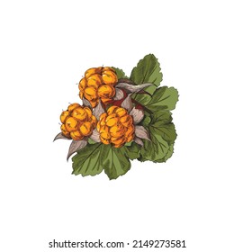 Bunch of hand drawn cloudberry with juicy fruit and leaves, sketch vector illustration isolated on white background. Concepts of organic food, gardening and harvest.