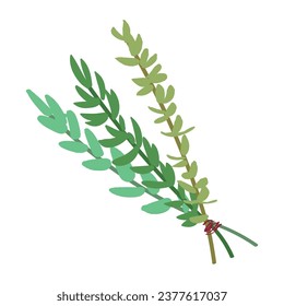 Bunch of herbs on white background