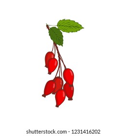 bunch of hip rose or rosehip. twig with berries and leaves