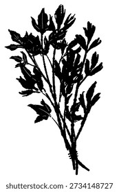 Manojo de perejil de hoja plana italiana Ilustración vectorial