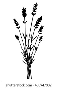 Bunch of lavender flowers - black silhouette - vector