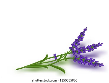 Bunch of lavender flowers on a white background.