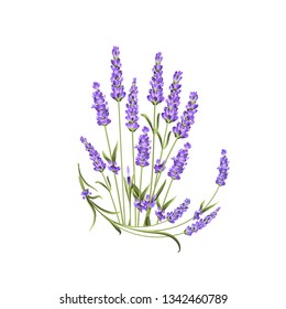 Bunch of lavender flowers on a white background. Label with lavender flowers. Vector illustration.