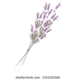 Bunch of lavender flowers on a white background.