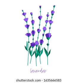 Bunch of lavender flowers on a white background. Romantic wedding invitations. Fresh cut fragrant flower illustration.