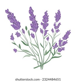 Montón de flores de lavanda sobre un fondo blanco