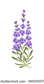 Bunch of lavender flowers on a white background