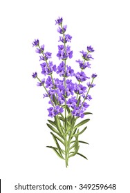 Bunch of lavender flowers on a white background