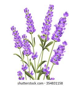 Bunch of lavender flowers on a white background.Botanical illustration. Vintage style. Making gifts of paper and textiles. Vector illustration.