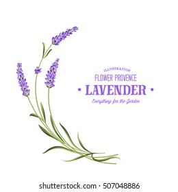 Bunch of lavender flowers on a white background.