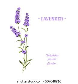 Bunch of lavender flowers on a white background.