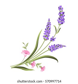 Bunch of lavender flowers on a white background.Botanical illustration. Vintage style. Making gifts of paper and textiles. Vector illustration.