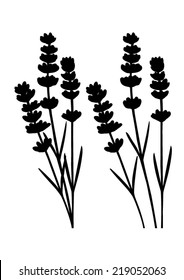 Bunch of lavender flowers and lavender flowers separated - black silhouette - vector 