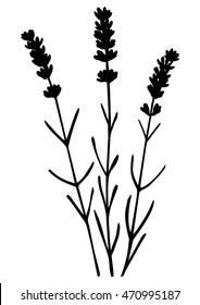 Bunch lavender flowers separated - black silhouette - vector