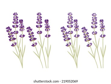 Lavender Oil Stock Vectors, Images & Vector Art | Shutterstock