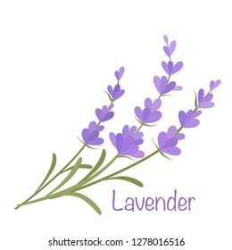 Bunch of lavender flowers with text Lavender. Vector illustration.