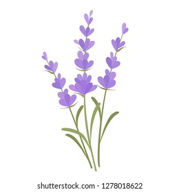 Bunch of lavender flowers. Vector illustration.