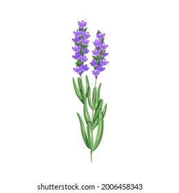 Bunch of lavender. Herbs and spices. Aromatic seasoning ingredient. Isolated vector illustration in cartoon style.