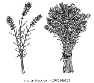 Bunch Of Lavender Illustration, Drawing, Engraving, Ink, Line Art, 

Vector
