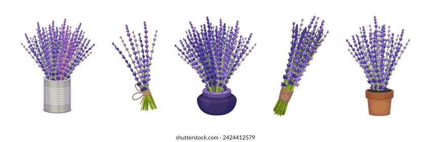 Conjunto de ramas y ramas de lavanda
