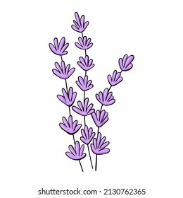 Bunch of lavender violet flowers. Graphic Print for Product Packaging related to Perfumery, Soaps, Cosmetics, Herbal Medicine, Aromatherapy Essential Oils. Isolated on