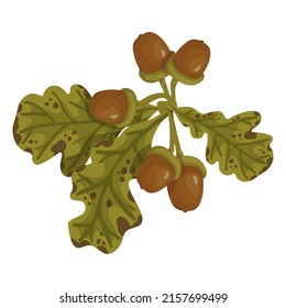 Bunch of leaves and acorns, oak tree branch.Vector graphics.