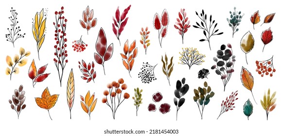 Bunch with leaves, branches, burdock, berries, bushes, viburnum, rowan. Set of autumn botanical watercolor design elements with black outline