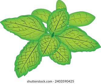 Bunch of leaves vector illustration