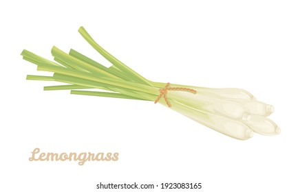 Bunch of lemongrass tied with rope isolated on white background. Vector illustration of fragrant herb in cartoon flat style.