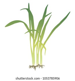 A Bunch Of Lemongrass Vector Illustration