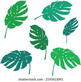 A bunch of loose vector monstera leaves, simple with no outline