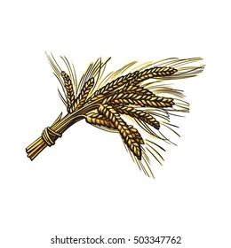 Bunch of malt, barley ears, sketch style vector illustration isolated on white background. Hand drawn ripe ears of malt, barley, wheat, rye or corn, beer ingredient
