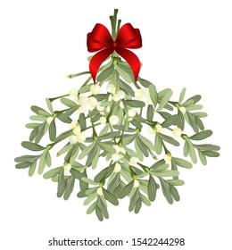 Bunch of mistletoe sprigs with red bow isolated on white background, vector illustration for Christmas cards and decorative design.