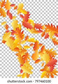Bunch of oak leaves, abstract background seasonal vector illustration. Autumn leaves falling graphic design. Fall season specific vector background. Oak tree autumn foliage on transparent.