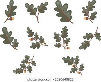 Bunch of oak leaves and oak seed illustration for decoration on nature and Autumn seasonal.