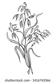 A bunch of oats, black and white graphics, isolated. Vector clipart with cereals for design of packaging, labels, etc.
