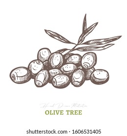 Bunch of olives and branches. Vector drawing. Mediterranean italian or greek food  agriculture ingredient. Hand drawn sketch illustration in etching or engraved style