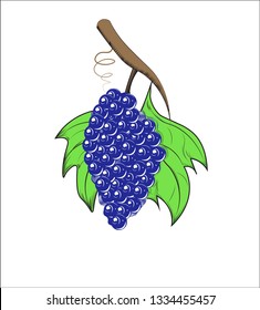 bunch on a branch, with grapes leaves, 
