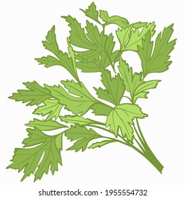 A bunch of parsley. Fresh greens, plants. Seasoning for the preparation of various dishes. Healthy food, plant foods. Vector, freehand drawing.
