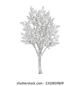 Bunch of parsley. hand drawn element. Objects for packaging, advertisements. Isolated image. Black and white. Vector illustration.