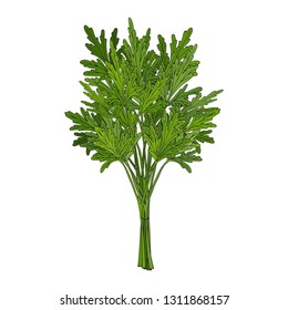 Bunch of parsley. hand drawn element. Objects for packaging, advertisements. Isolated image. Vector illustration.