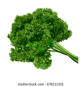 Bunch of parsley on a white background. Vector illustration