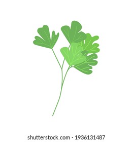 
Bunch of parsley, useful greens for salads, spring greens, vector illustration in flat style.