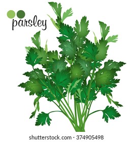 Bunch of parsley vector