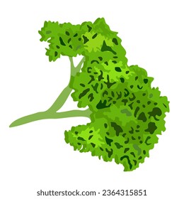 Bunch of parsley. Vector isolated illustration.