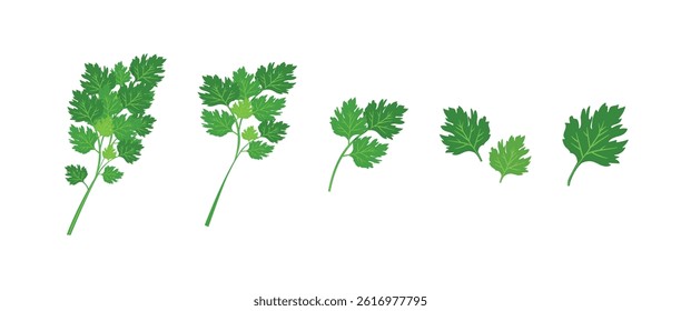 Bunch of parsley vector. Set of vector illustration depicting a bunch of fresh green celery leaves, parsley isolated on a white background.